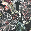 Fancy printed women dresses fabric polyester 75D chiffon fabric 